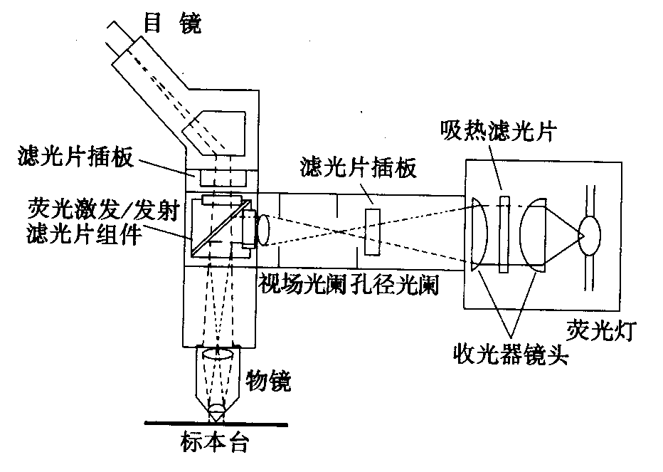 熒光顯微鏡原理圖，激發(fā)濾板和壓制濾色系統