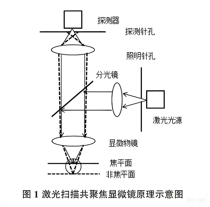 激光掃描共聚焦顯微鏡原理示意圖